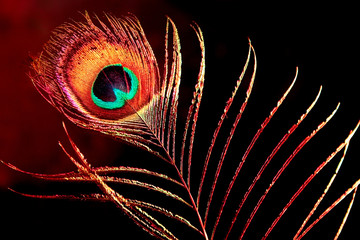 single peacock plume on black background © Olexandr Kulichenko
