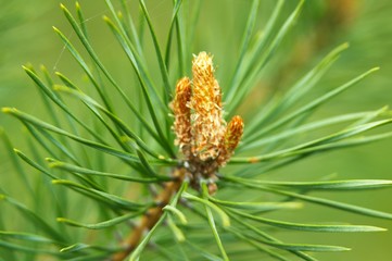 macro pine