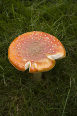 Amanita muscaria - The Fly Agaric Mushroom