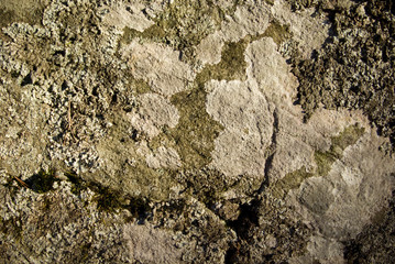 stone with lichens