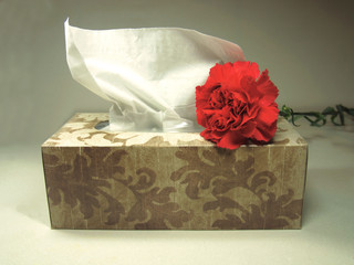 Red Carnation Flower on Box of Tissues