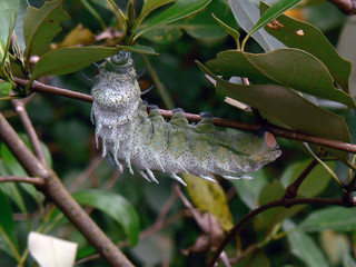 Caterpillar