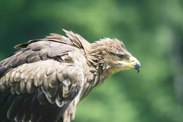 Eagle.