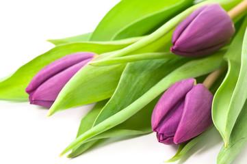 Obraz premium Purple tulips