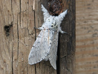 Queue fourchue (cerura vinula)
