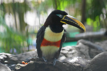 Fototapeta premium guacamaya