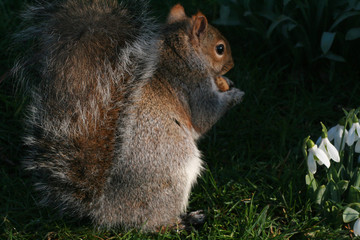 Squrrel with Snowdrops
