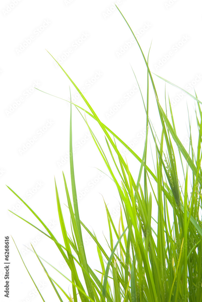 Wall mural green grass