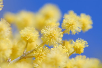Obraz premium mimosa