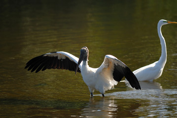 Obraz premium wood stork landing