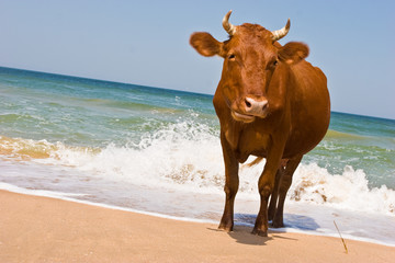 leisure series: cow take a sunbathe on the sea beach