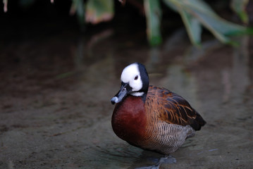 duck portrait