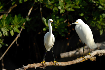 Snowy Egret searching food