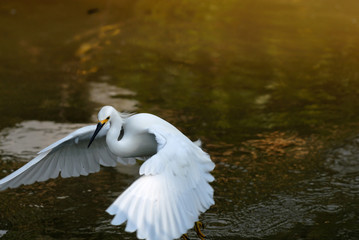 Snowy Egret searching shellfish