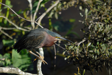 green heron lurking for food from the water