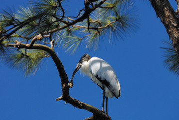 wood stork browsing from the treebranch
