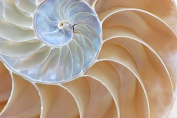 Half Shell Nautilus