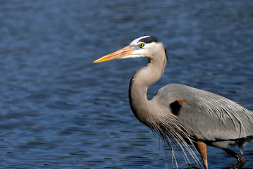 great blue heron looking for food