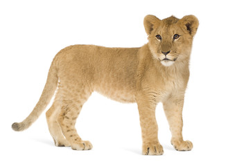 Fototapeta na wymiar Lion Cub (6 months)