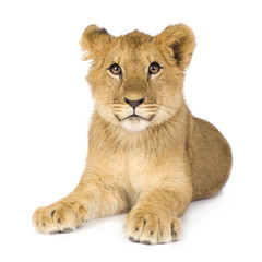 Fototapeta premium Lion Cub (6 months)