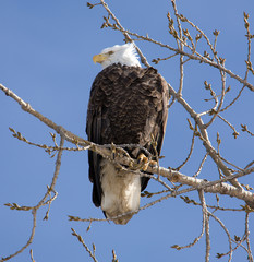 A Bald Eagle perched in a tree