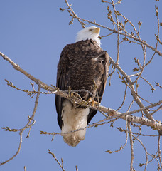 A Bald Eagle perched in a tree