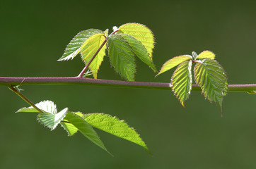 Brombeerranke
