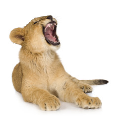 Obraz premium Lion Cub (6 months)