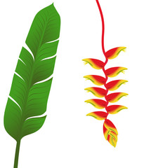 Heliconia fleur tropicale