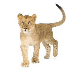 Fototapeta na wymiar Lion Cub (6 miesięcy)