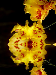 orchidea