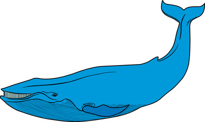 blue whale vector fale © goce risteski