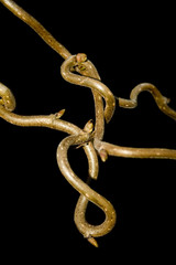 Obraz premium branch