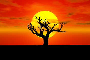 sunset with old tree silhouette