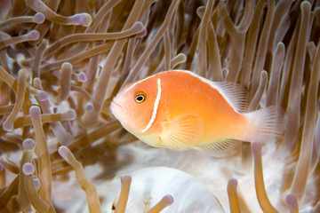 Naklejka premium a pink anemonefish living in the tentacles of it's anemone