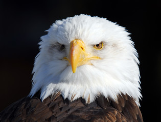 American Bald Eagle