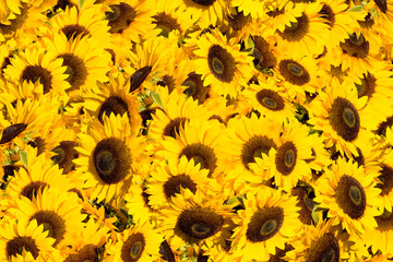 Yellow sunflowers in a sunny day.