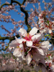 fFLOR DE ALMENDRO