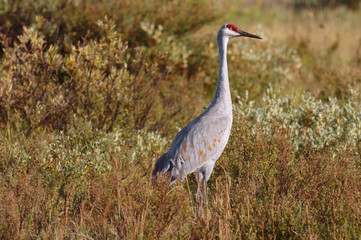 An endangered Sandhill Crane in the tall grass