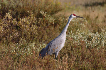 Obraz na płótnie Canvas An endangered Sandhill crane alert to it's surroundings