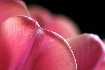 Tulpenblüte