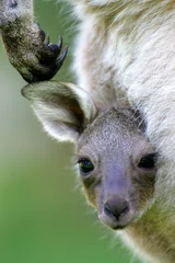 Papier Peint photo autocollant Kangourou Kangourous australiens