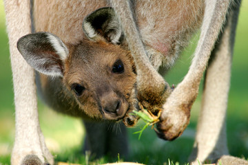 Australische kangoeroes