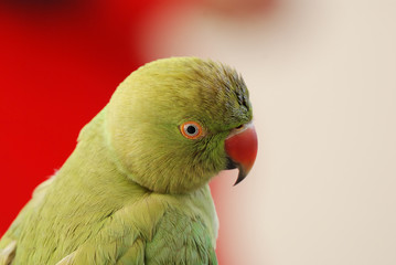 Parrot