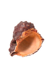 Sea conch isolated