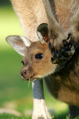 Australian Kangaroo
