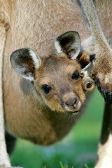 Australian Kangaroos
