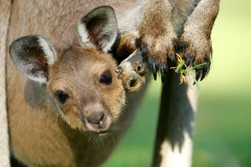 Deurstickers Kangoeroe Australische kangoeroes