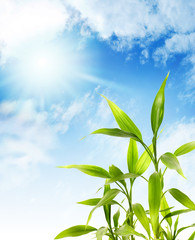 Fototapeta premium Bamboo leaves over blue sky