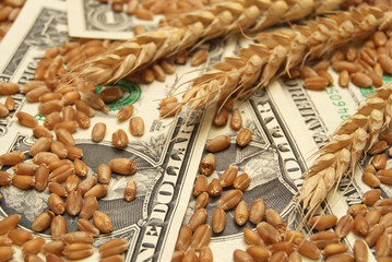 Wheat and dollar banknote in close up